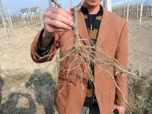 葡萄常见病害的识别与防治霜霉病,阳光玫瑰葡萄最常见病害