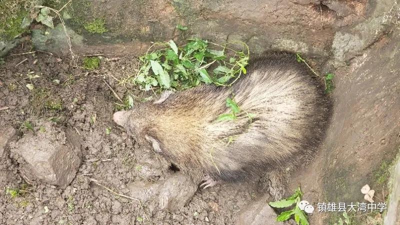 学校里闯入野生动物,学校闯入野生动物