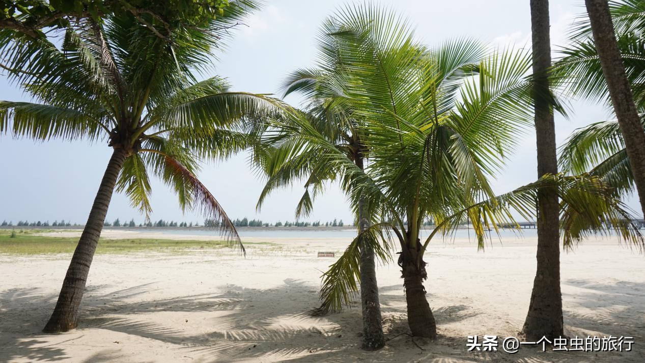 海口东郊椰林,东郊椰林的椰风摇曳