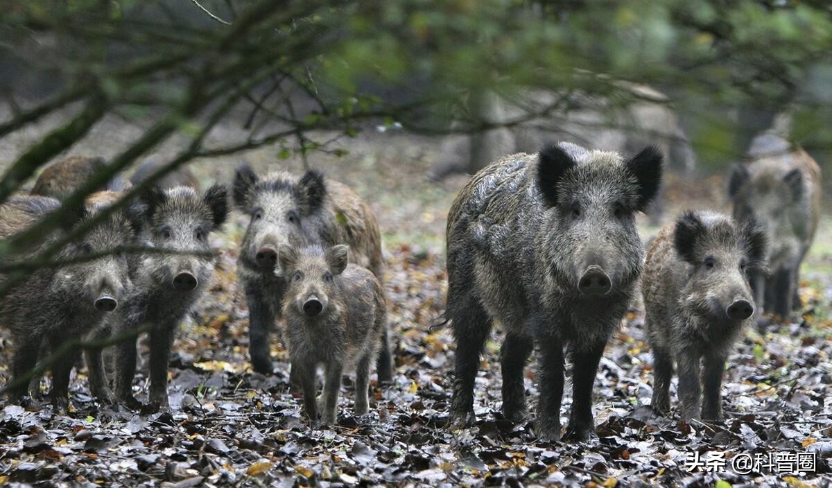为啥野猪泛滥成灾还要保护,中国野猪数量高达百万