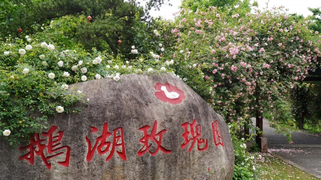鹅湖玫瑰园花期,鹅湖玫瑰园美篇