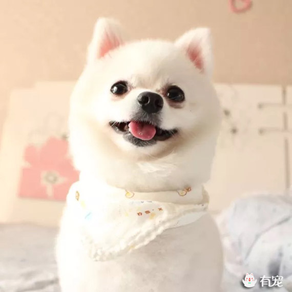 做顿汤圆与狗子吃,元宵君,我要和你谈一场不分手的恋爱~