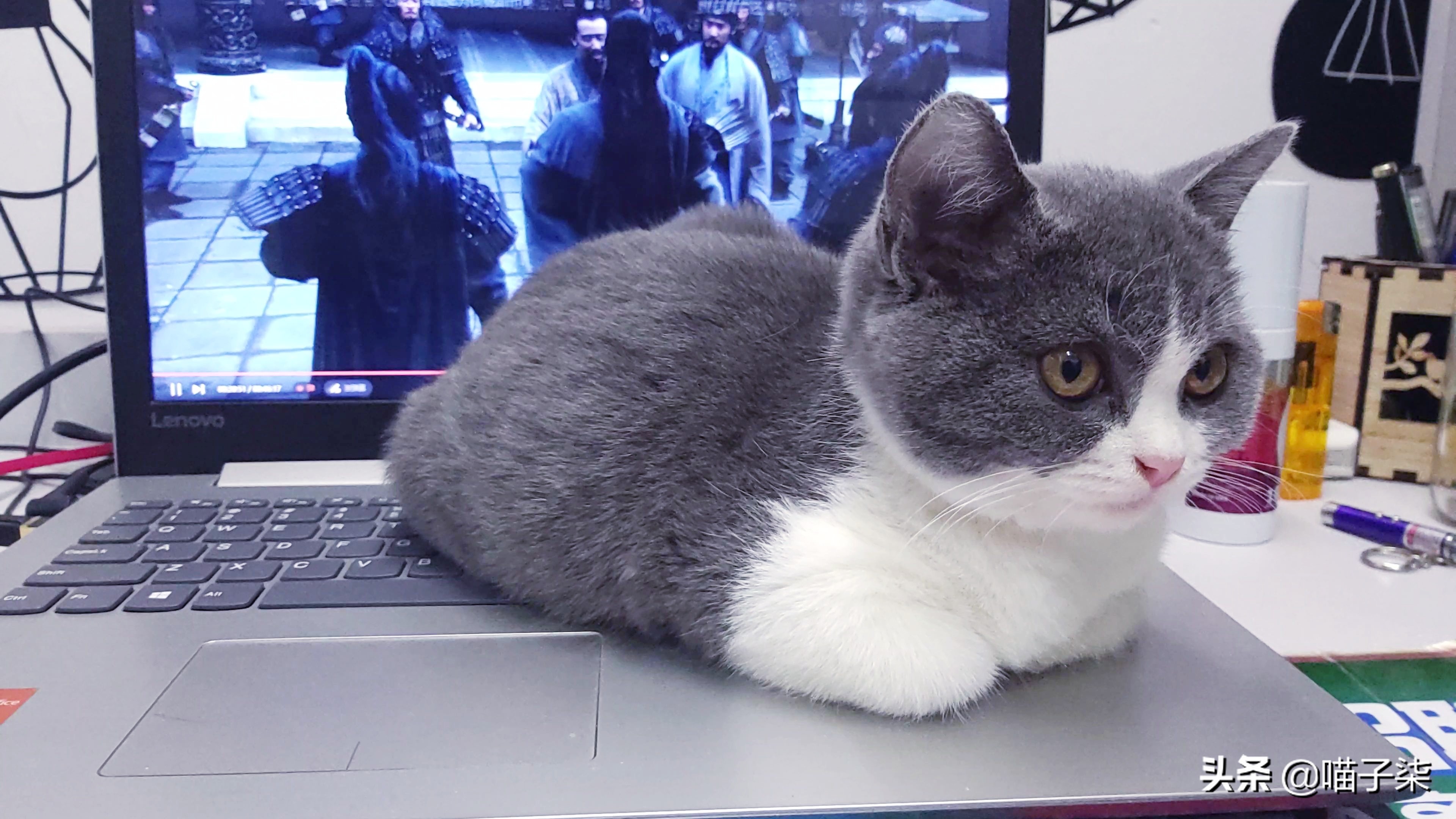 千万别在办公室养猫整天喵喵,别在宿舍养猫