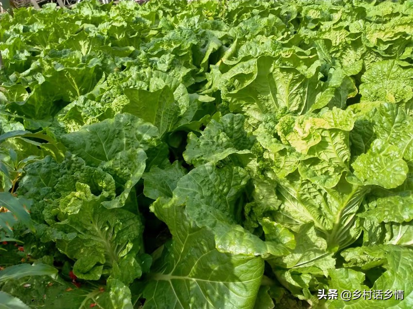 蔬菜招蚊子怎么处理,不用农药怎样消灭蔬菜上的虫子