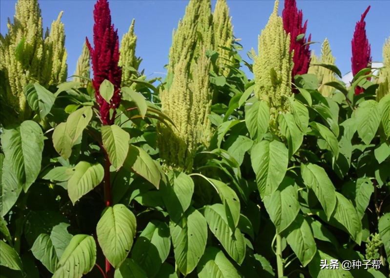 籽粒苋的栽培技术,籽粒苋亩产