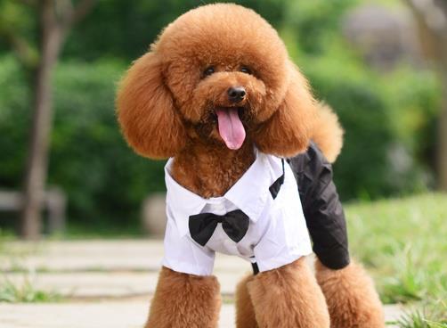 最易掉毛的小型犬,最不好养的5种小型犬