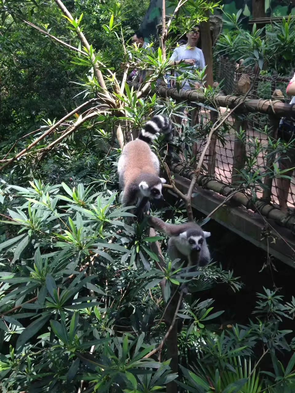 广州长隆野生动物世界游记300字,广州长隆野生动物园游记