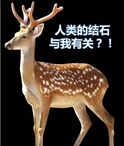 鹿角型结石最严重的后果,疯狂的石头肾脏