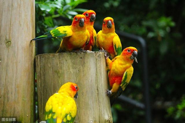 小太阳鹦鹉的价格跌入谷底,依旧无人问津,4个原因让人放弃饲养