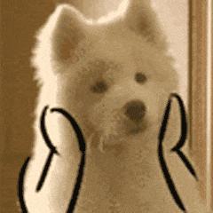 给狗狗取名字会影响它的性格吗,怎么给狗狗起名字才会听话