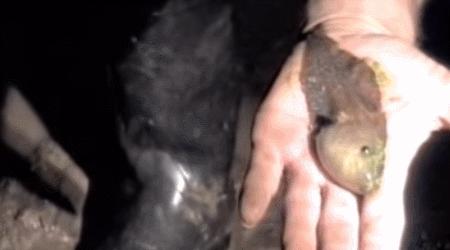 蝌蚪发育成婴儿的全过程,小蝌蚪是怎么形成的你知道吗