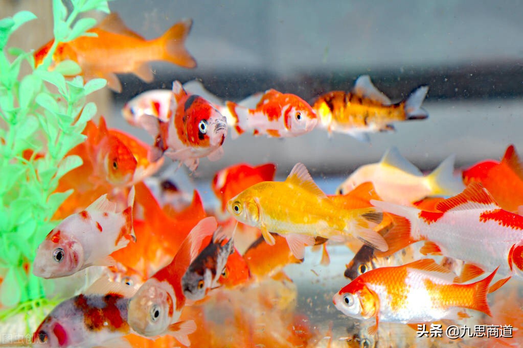 鱼缸清洗上门服务怎么推广,成都鱼缸上门清洗