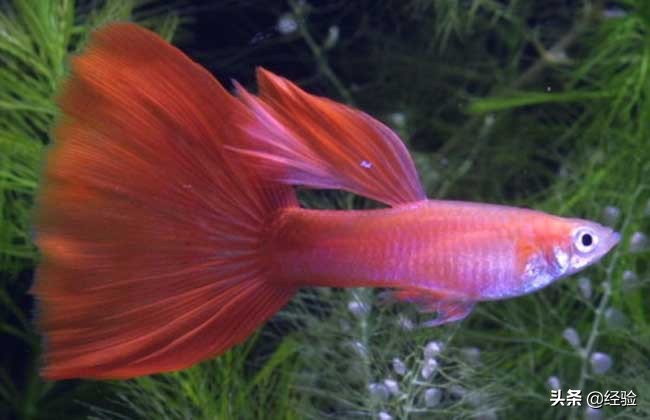 孔雀鱼吃多大的颗粒,孔雀鱼吃什么饲料最好