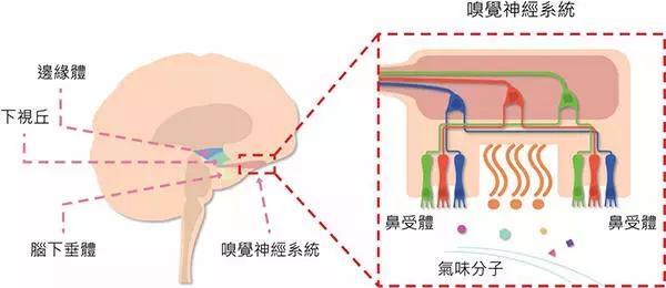 精油初学者指南顶级基础精油推荐,精油基础知识大全图片