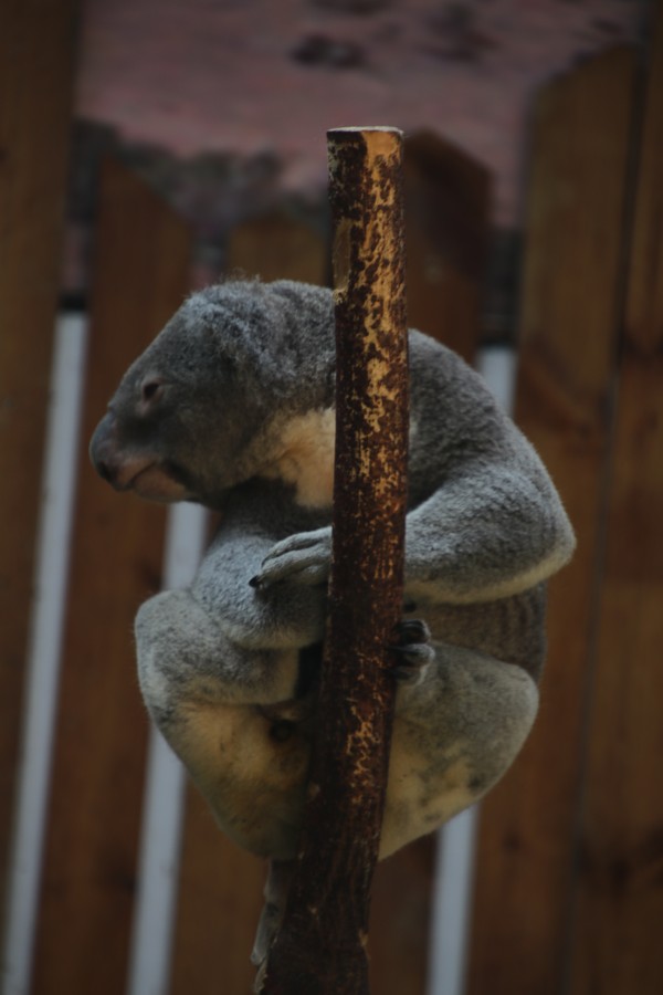 游红山动物园游览顺序,济南野生动物园和南京红山动物园