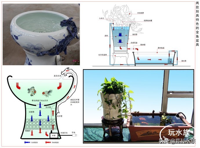 古法养金鱼高手,古法养金鱼抽底