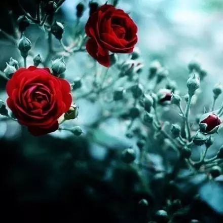 源自古诗的经典成语,诗词优美的成语