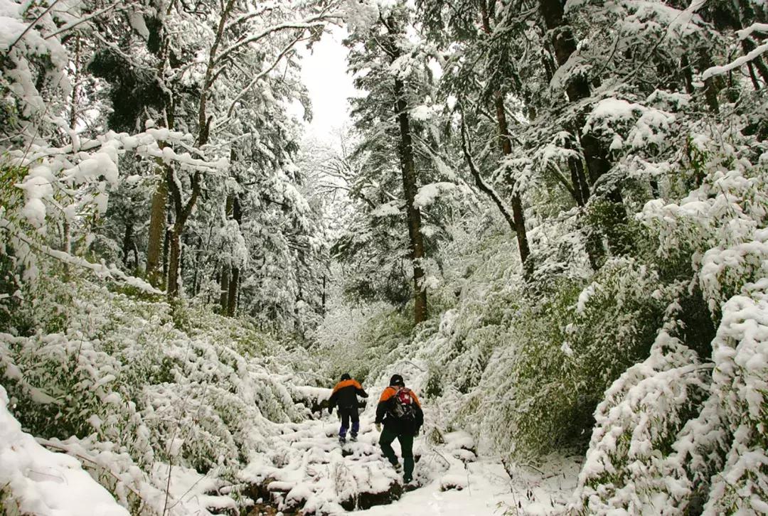 熊猫萌,熊猫萌啦