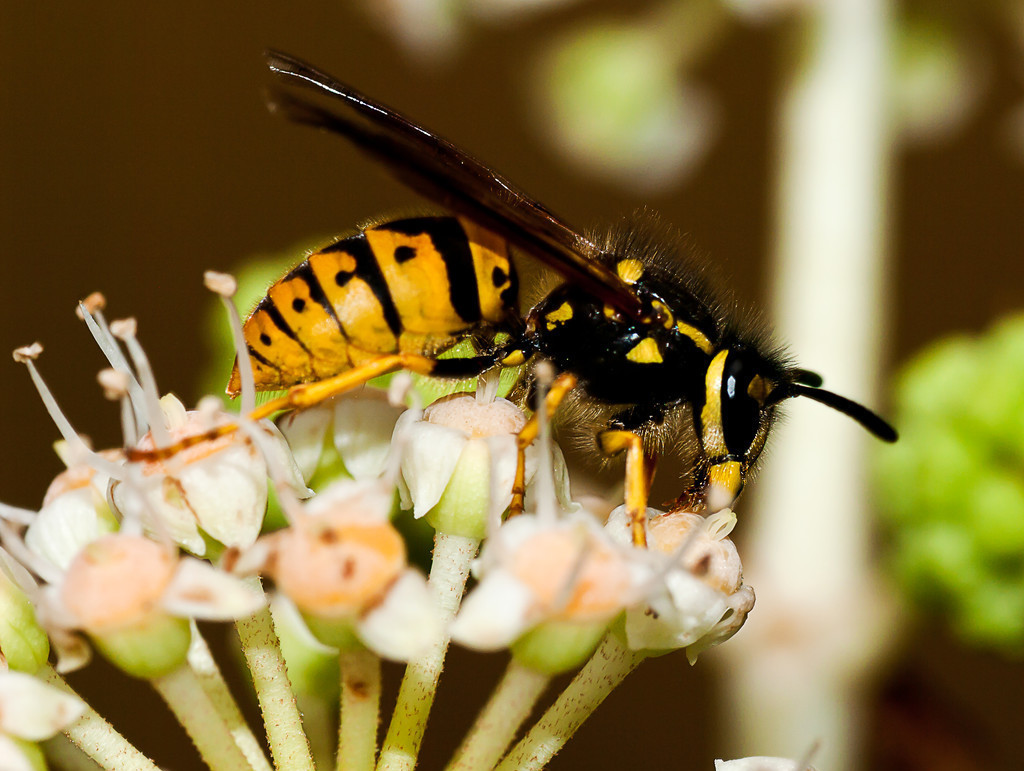 马蜂是益虫还是蜜蜂是益虫,马蜂是益虫还是害虫它长什么样