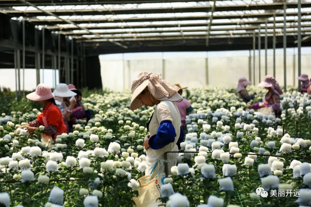 绿色转型特色产业,走出一条多元化产业富民之路