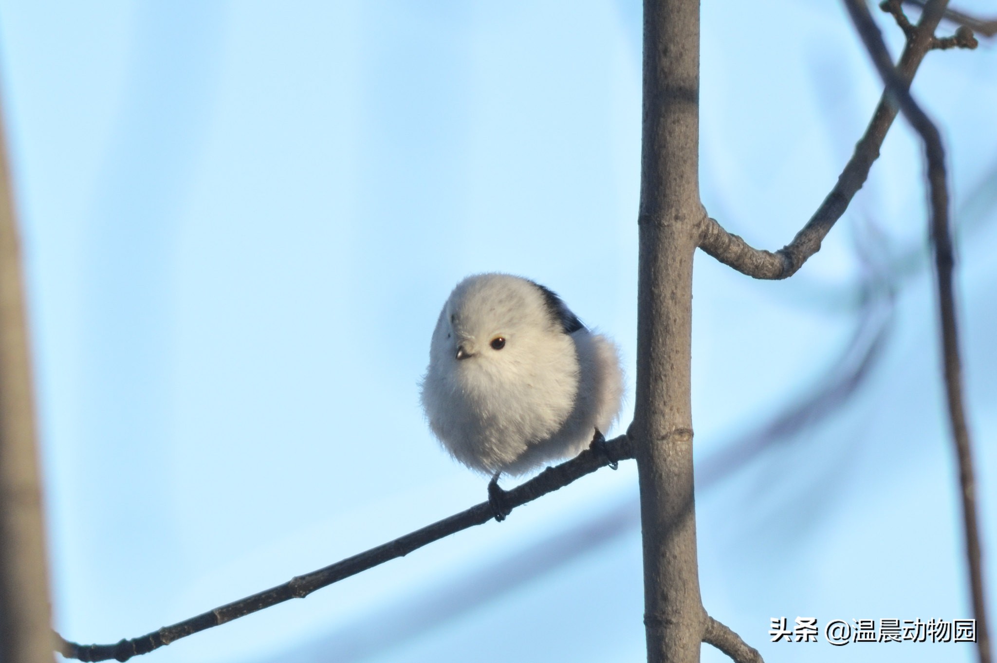 辟谣:鸟界的“肥宅”都是雀形目的?不一定,猛禽中也有胖萌肥啾