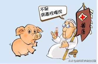 养猪行业的谎言类似“皇帝的新衣”