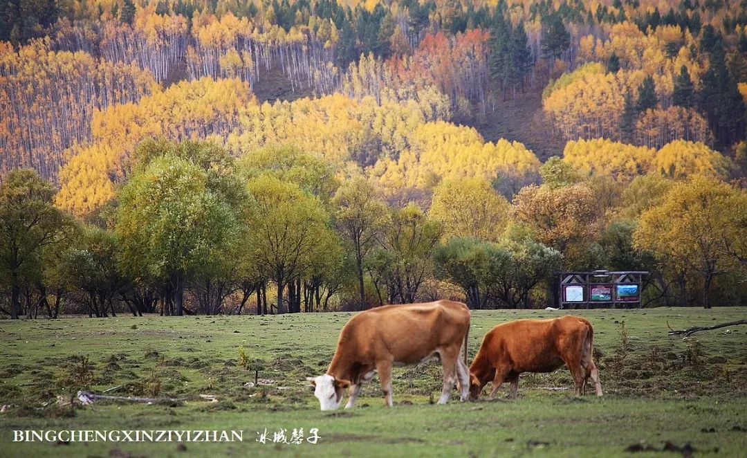 深秋的大兴安岭色彩斑斓,大兴安岭的秋天美景