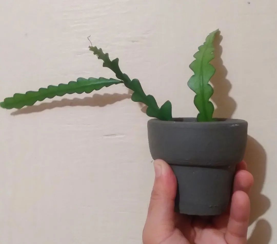 家里养的盆栽鱼骨令箭不开花,叶子发皱,可能是这5点没做好