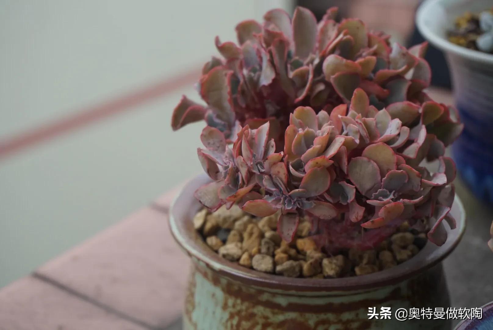 红檀多肉夏天怎么度夏,多肉乌木夏天好度夏吗