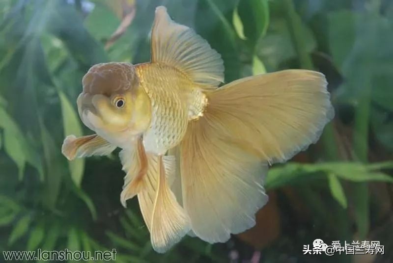 那些企图拿尾巴征服世界的金鱼们