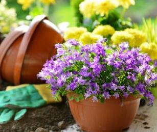 心理测试你觉得哪束花最漂亮,心理测试你喜欢哪种绿植