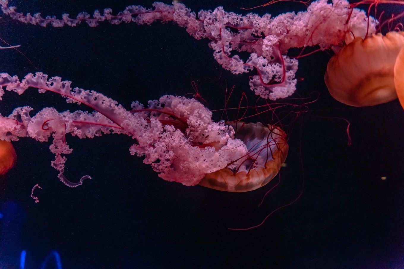 你来三亚一趟，不长个3、5斤肉，对不起自己【附：热门餐厅点菜