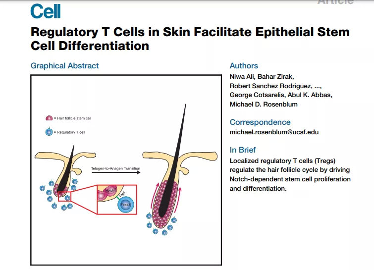 干细胞治疗秃头最新消息,干细胞治秃头