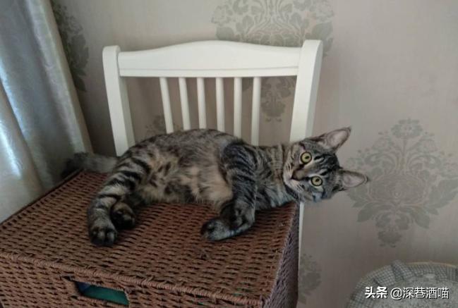 土猫可以当成宠物饲养吗？来！看看网友们是怎么回答的