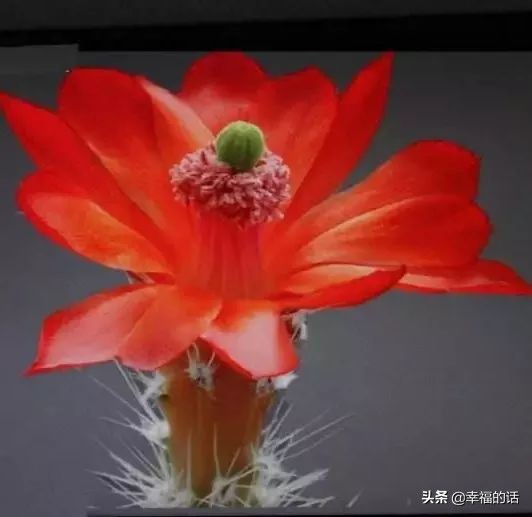 6月到了，送你6花6蝶6鸟6景6曲6诗，这月顺顺利利。