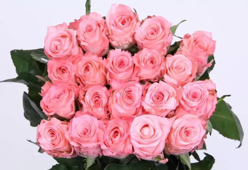 玫瑰每天换水还是蔫了,玫瑰需要换水剪根吗