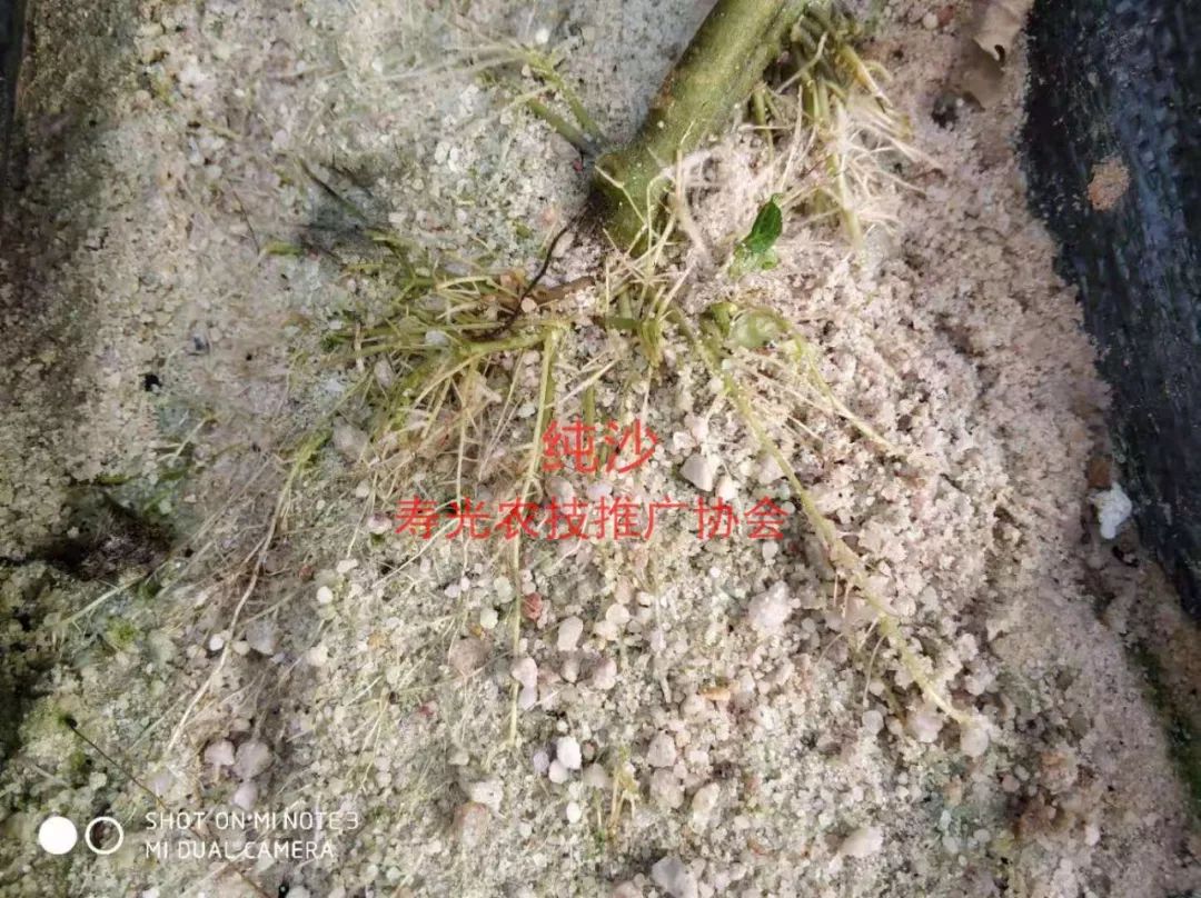 无土栽培和土壤种植技术研究所,农业无土栽培技术培训