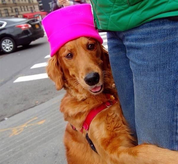 不喜欢金毛,不喜欢金毛舔怎么办