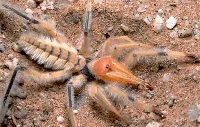 七大离奇古怪绝世新发现