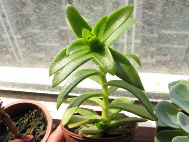 淡雪多肉砍头徒长后怎么处理,多肉室内养徒长怎么办