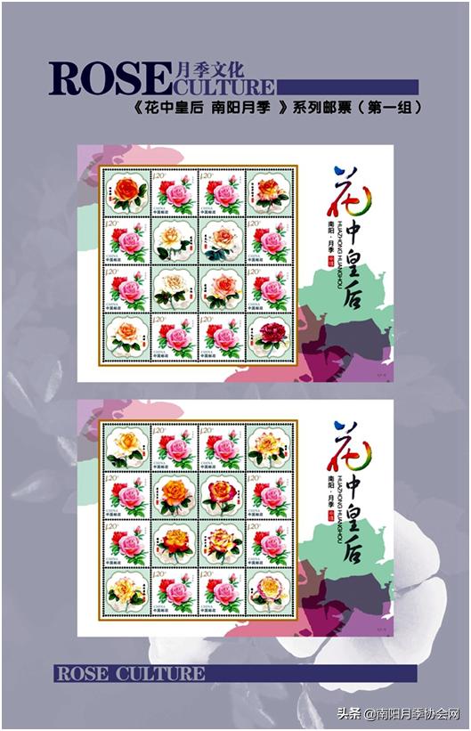 南阳世界月季之乡的金字招牌,聚焦南阳月季之美展示
