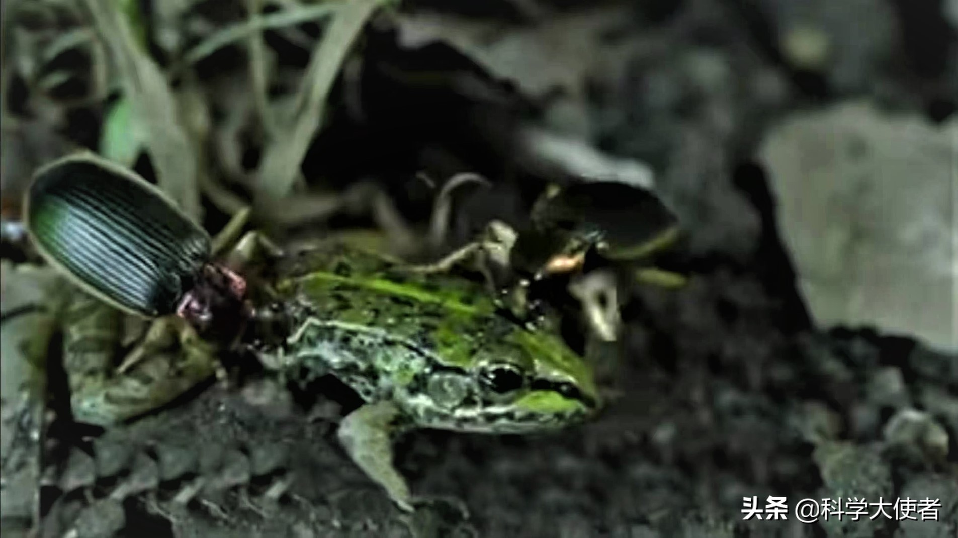 蛇能吃青蛙还是青蛙能吃蛇,蛇吃青蛙的全过程有多可怕
