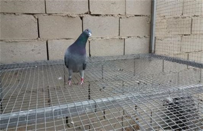 阿莫西林治鸽子歪脖病吗,鸽子歪脖怎么治疗好得快啊