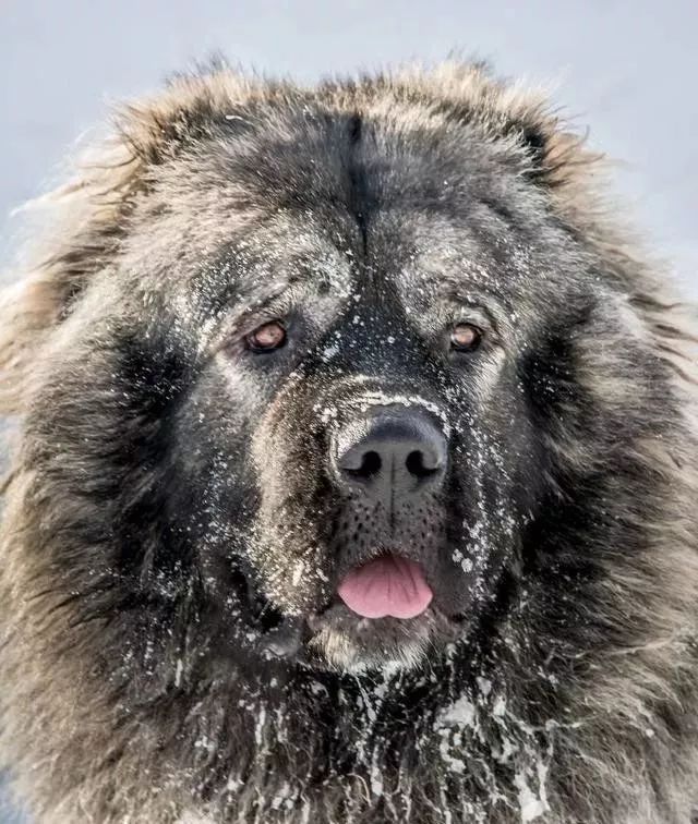 世界上最强的10种狗排名,世界上巨型狗大全