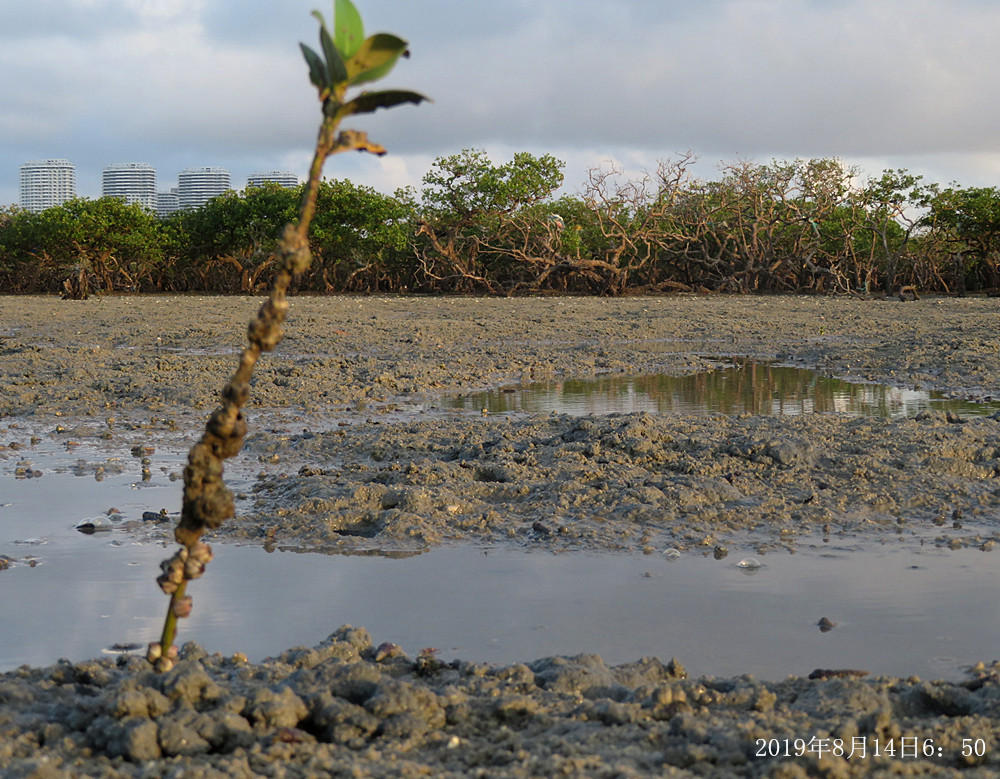 痛心!北海红树林不设防,任你踩任你挖
