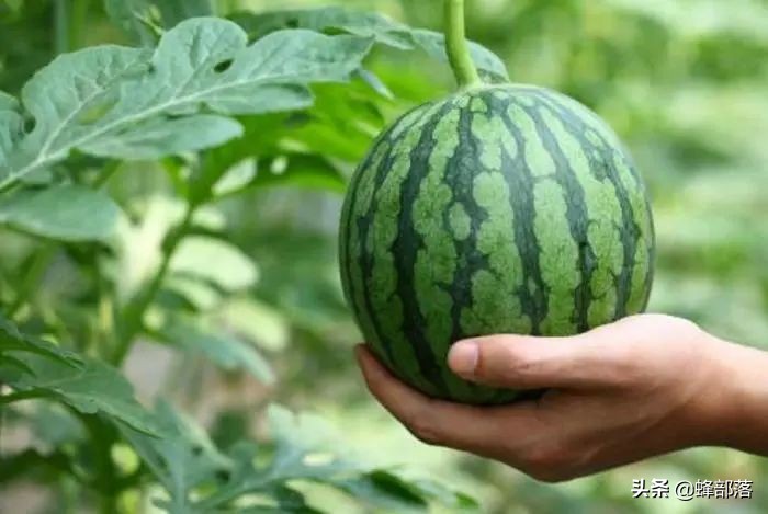 夏天吃黄心西瓜好还是红心西瓜好,吃西瓜的几大注意事项