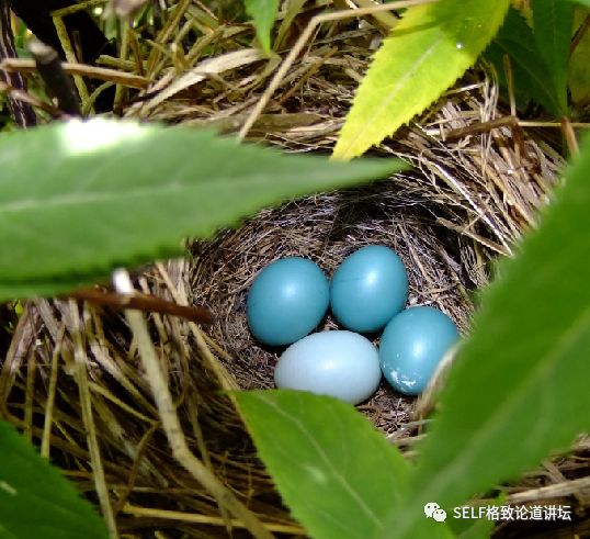 科学家如何观察植物,鸟类的研究方法