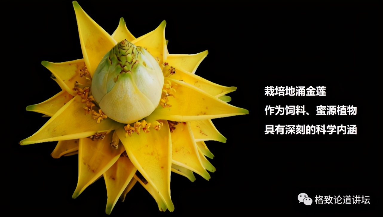 为什么长毛的火腿还能吃,长毛的火腿肠吃了会怎样