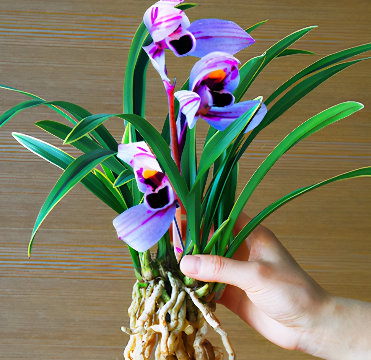 此兰花色“独一无二”，花姿高雅，兰香醉人，寓意紫气东来