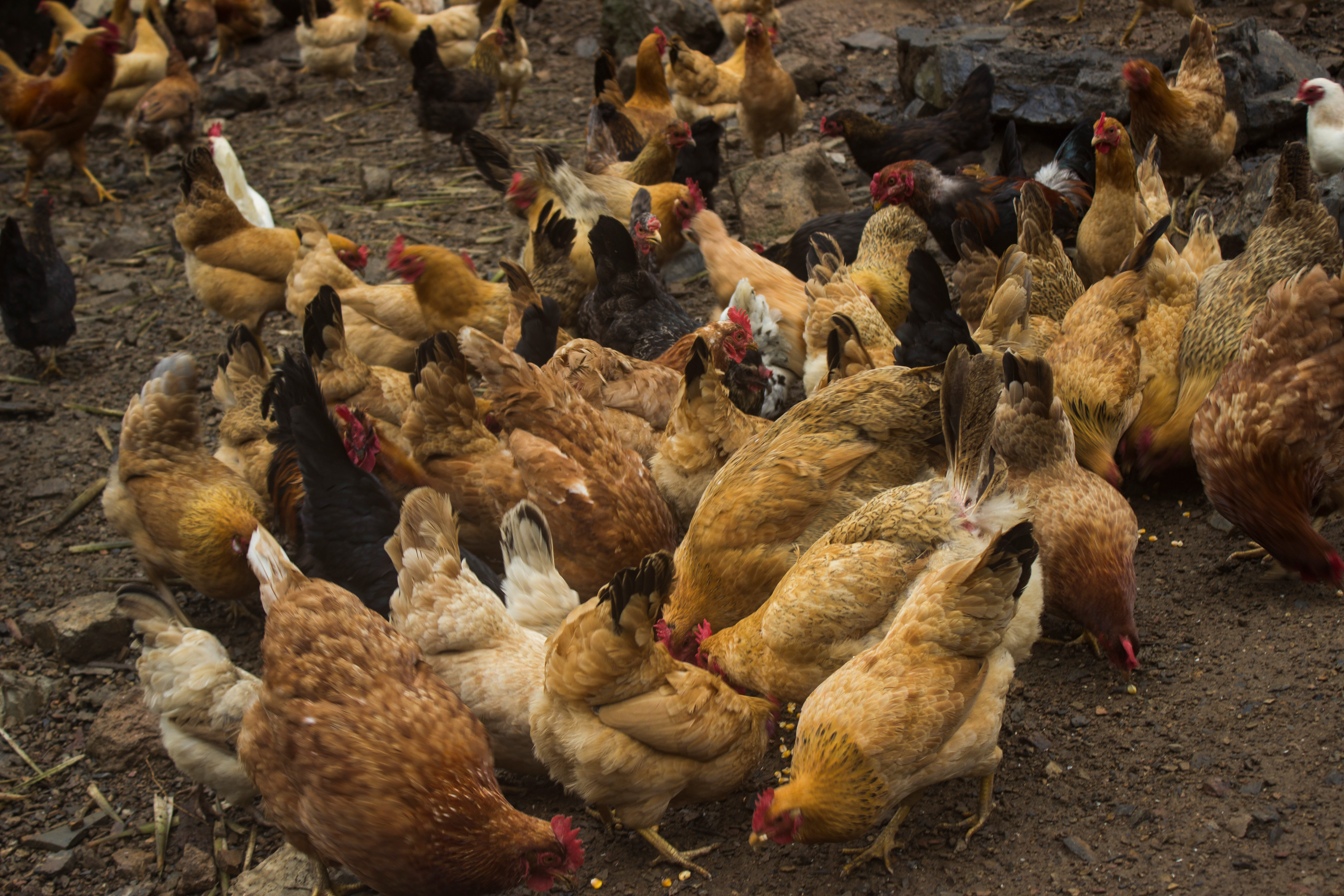 不喂饲料养土鸡的利润与成本真实,散养土鸡蛋一个月能挣多少钱
